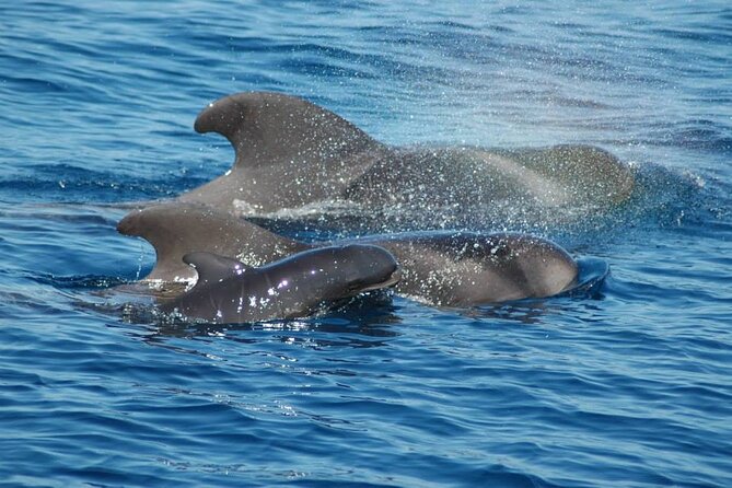 2-Hour Trip to See Whales, Dolphins in Puerto Colón, Adeje - Location and Meeting Point