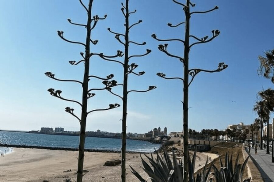 2 Hours Private Historical Tour in Cadiz - Tour Overview