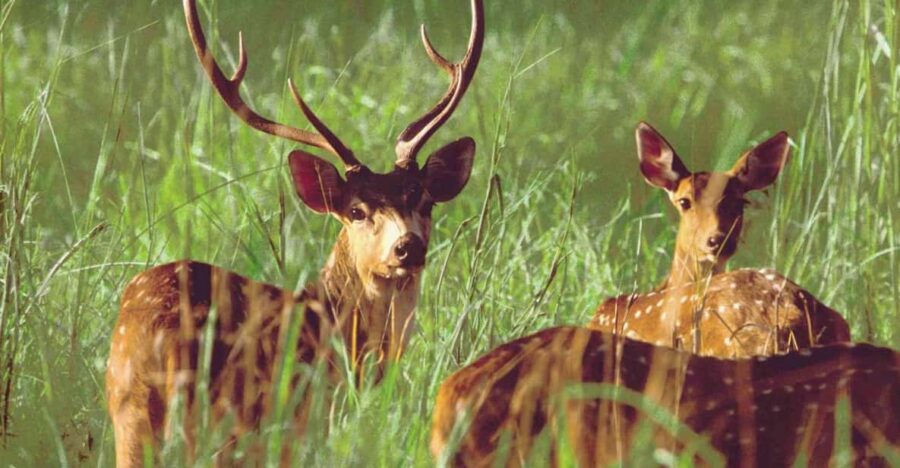2 Night 3 Days Chitwan Jungle Safari Tour