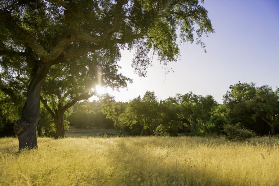 2 Best Tours In Redondo