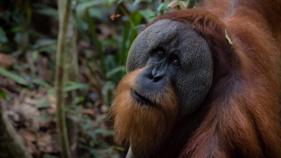3 Days 2 Nights Orangutan Trek Bukit Lawang