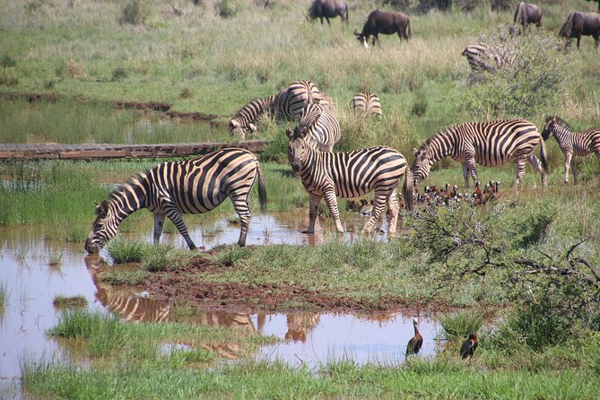3 Days Tanzania Private Budget Safari to Serengeti & Ngorongoro