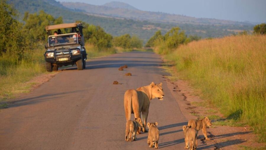 3-Hour Private Game Drive in Pilanesberg National Park
