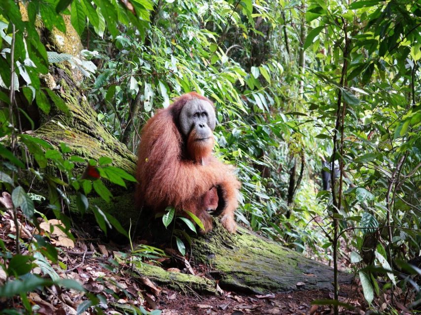 3 Best 3 Day Tours In Bukit Lawang
