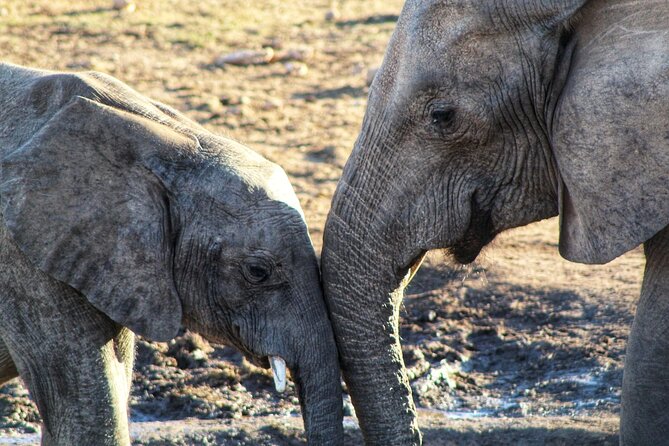 4 Day Addo to Karoo Safari