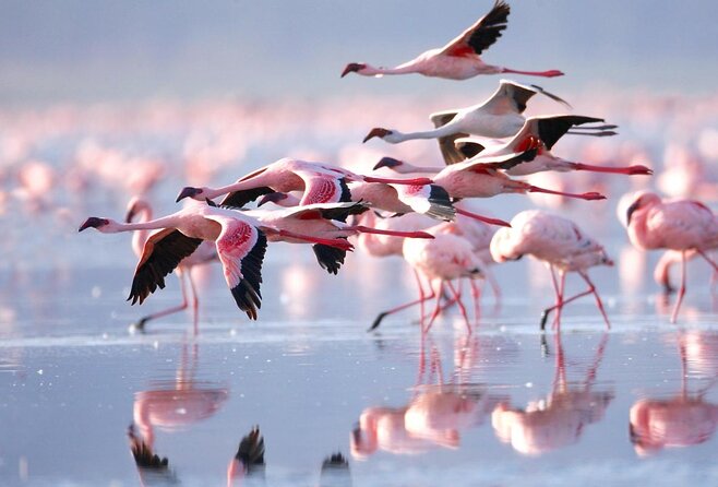 4 Day Private Masai Mara National Reserve & Lake Nakuru National Park Safari
