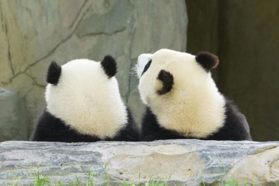 4-Day Private Tour to Chengdu, Leshan and Mount Emei