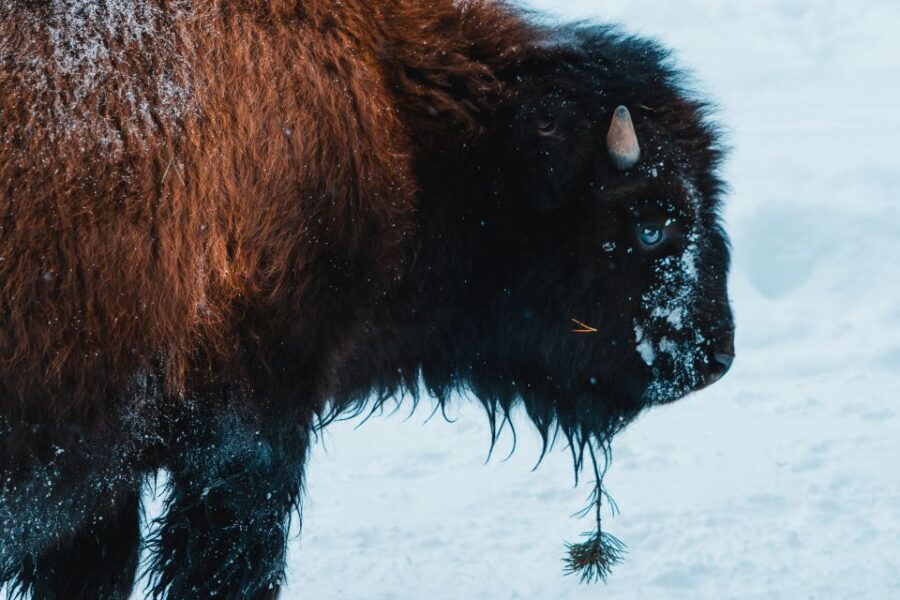 4-Day Winter Yellowstone Tour