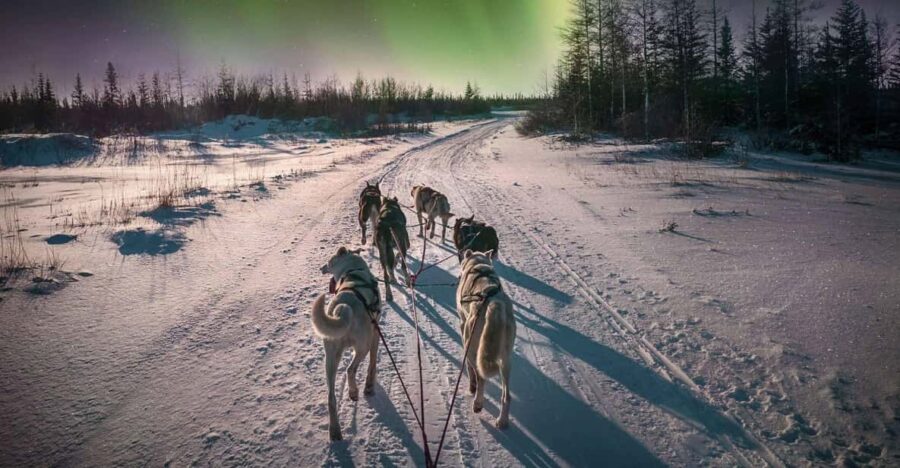 4hr Dog Sledding Trip Under the Northern Lights