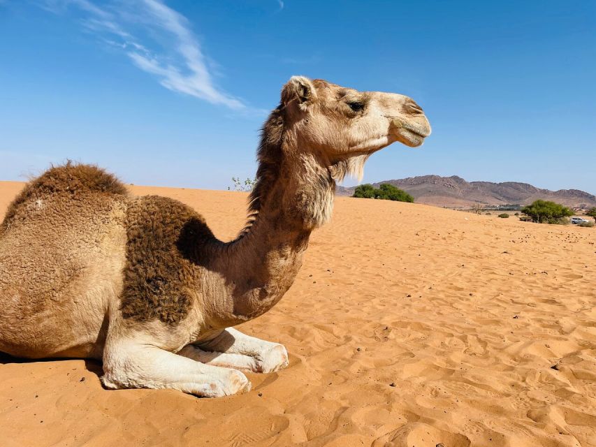 4×4 Jeep Sahara Desert Tour With Lunch & Hotel Transfers