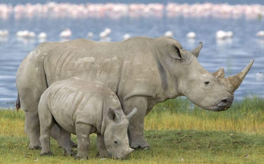 5 Day Garden Route Tour From Cape Town + Addo National Park