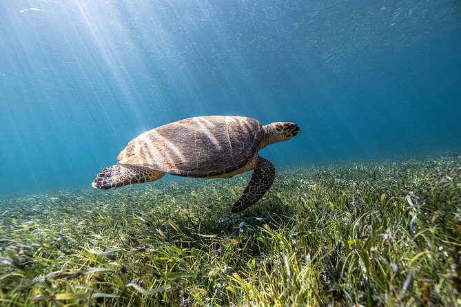 5 in 1 Snorkeling Boat Experience in Cancun