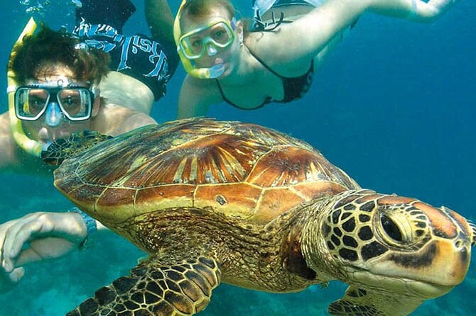 6-Day Best of Cairns Including the Great Barrier Reef, Kuranda and the Daintree Rainforest - Tour Highlights