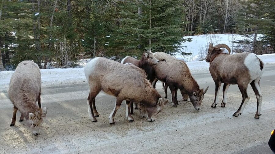 6 Day Canadian Rockies Explorer Private Tour - Tour Overview and Details