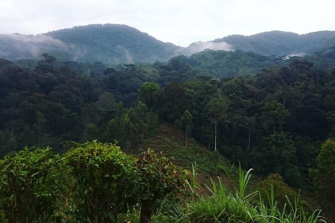 6 Day Gorilla Tracking and Wildlife Safari - Overview of the Tour