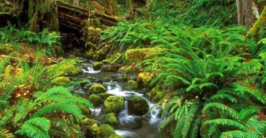 6-Day Unesco Central Highlands Tour