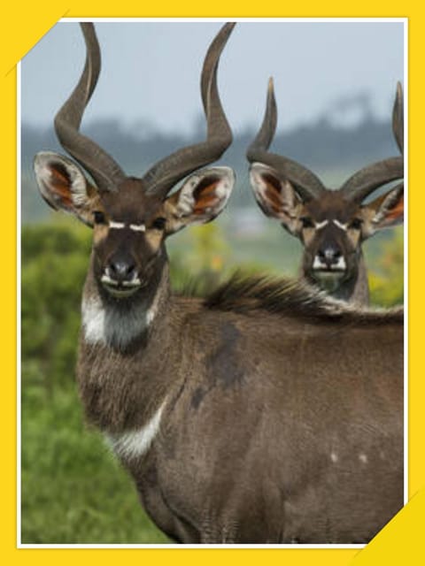 6-Days Bale Mountain Trekking and Wildlife Spotting Tour