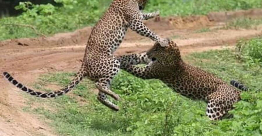 20 Best National Park Tours In Galle