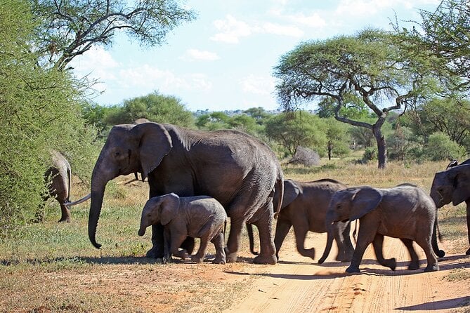 7 Day Grand Tanzania Safari - Safari Itinerary