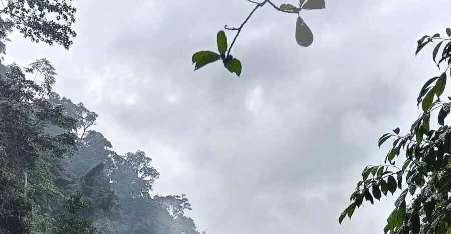 7-Day Orangutan Photo Adventure: Batu Kapal & Bukit Lawang