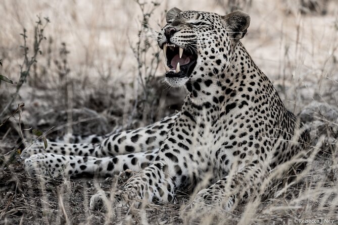 8 Days 7 Nights Kenyan Luxury Safari - Wildlife Sightings