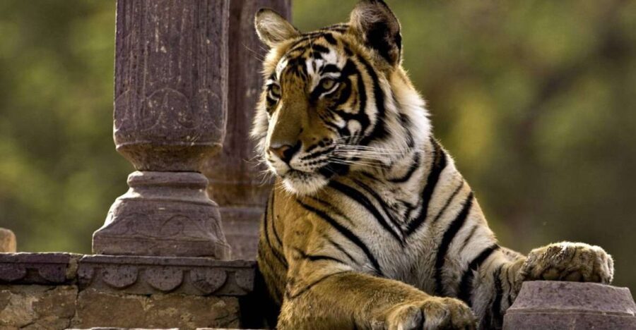 8 Days GOLDEN TRIANGLE WITH RANTHAMBORE WILDLIFE SAFARI