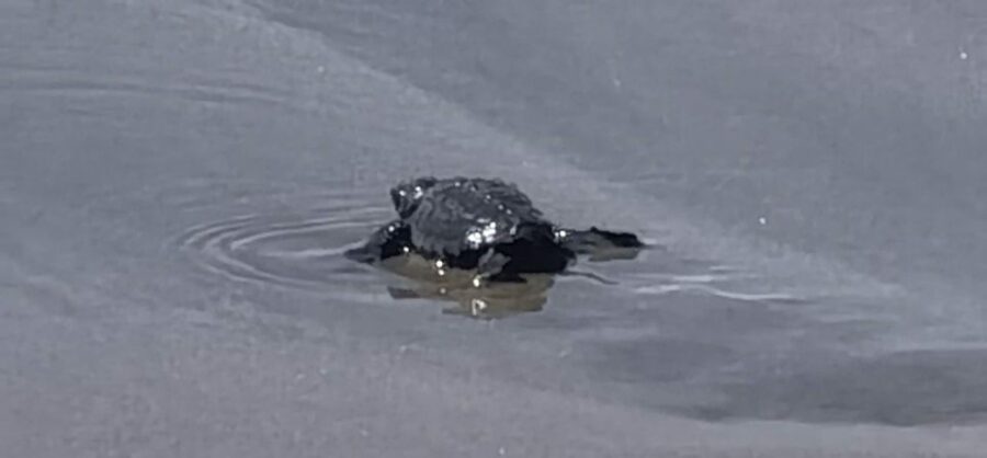 .Acapulco: Baby Sea Turtle Release Experience With Pickup