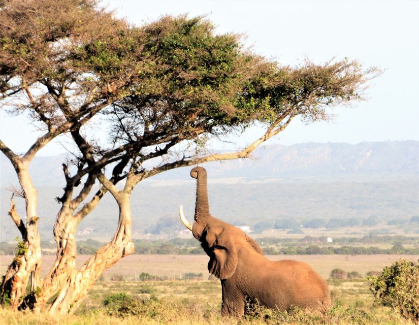 3 Best Safari Tours In Addo