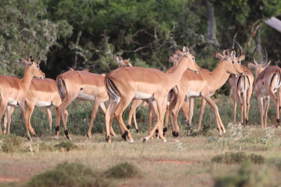 Addo Elephant Park and Giraffe Walk Full Day Safari - Pricing and Booking