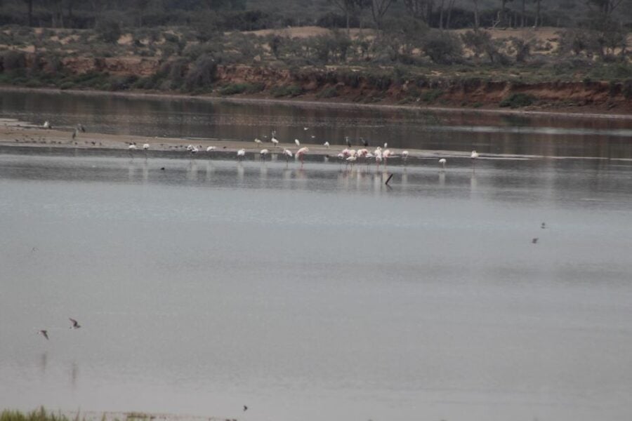 Agadir Camel Ride Flamingo River & BBQ Dinner
