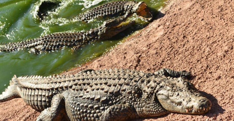 Agadir: Goat on Trees & Crocodile Park Including Hotelpickup
