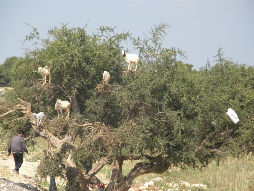Agadir: Goat on Trees & Crocodile Park Including Hotelpickup