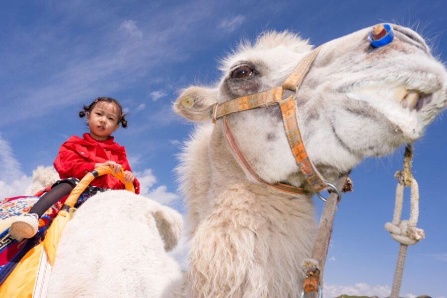 Agadir or Taghazout: Camel Riding and Flamingo River Tour