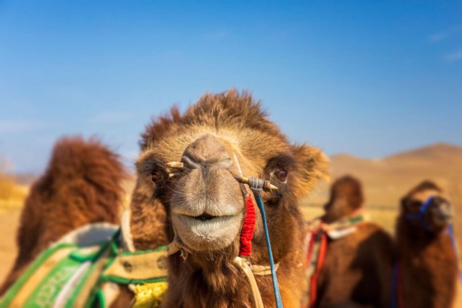 Agadir: Sunset Camel Ride – Flamingo River