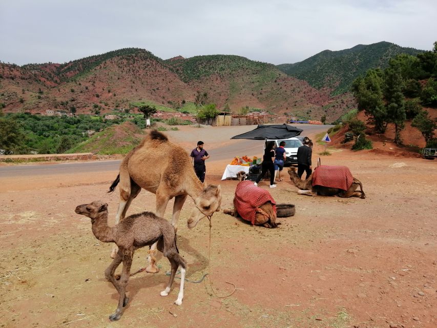Agafay Desert : 1hour Camel & 1hour Quad & Dinner Show