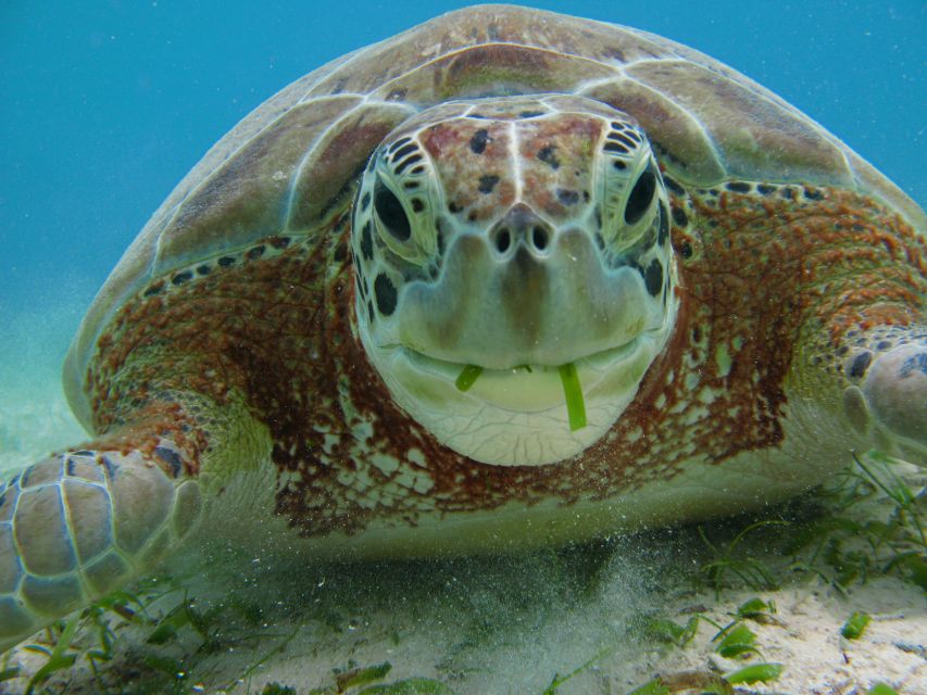 Akumal Bay: Cenotes and Snorkeling With Turtles - Tour Overview and Pricing