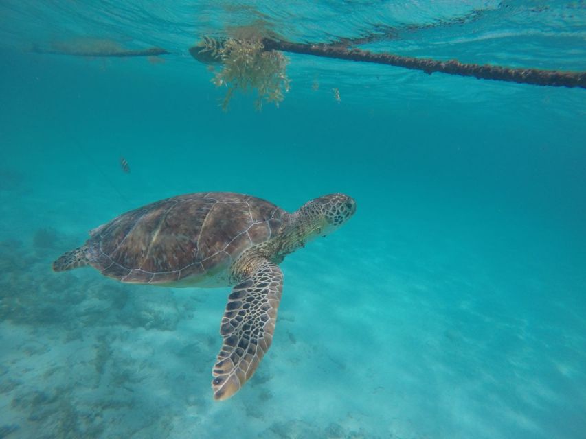 Akumal Beach: Swimming With Turtles Tour With Beach Time