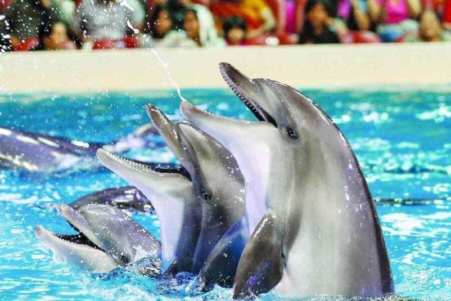 Alanya: Dolphin and Seal Show Ticket With Hotel Transfers