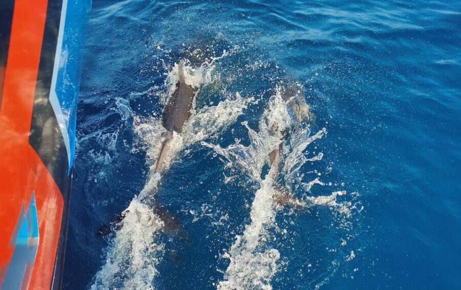 Albufeira: 2.5-Hour Dolphin Watching and Caves Trip