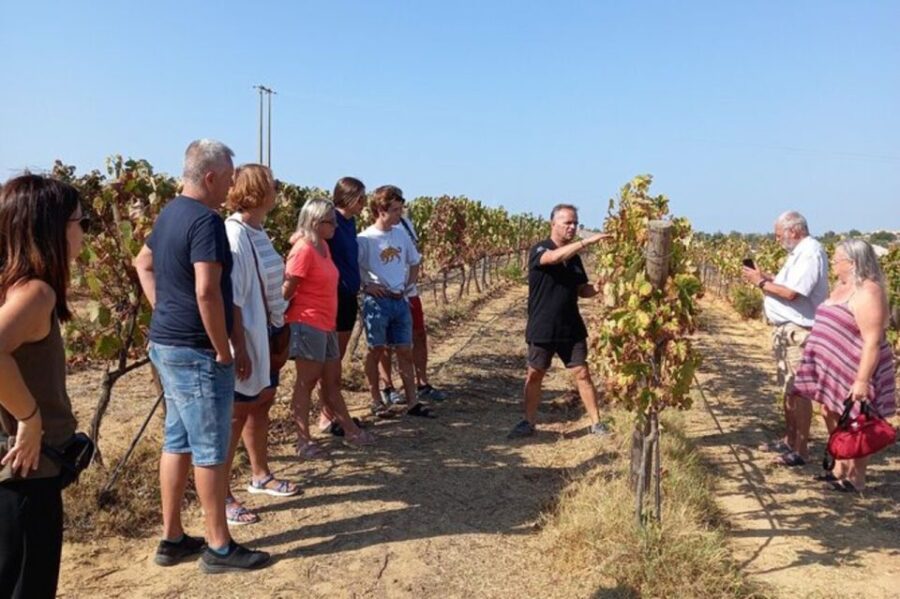 Albufeira: Winery Tour With Wine Tasting and Tapas - Tour Overview