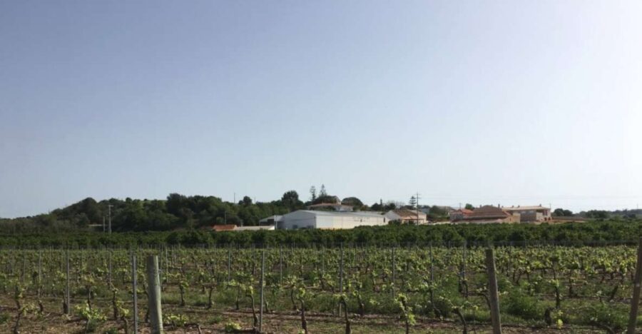 Algarve Wine Tour and Mountain Top Trip With Lunch or Dinner