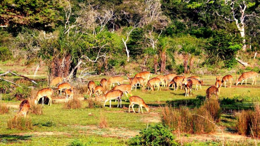 All-Inclusive Full-Day Safari at Bundala With Picnic Lunch