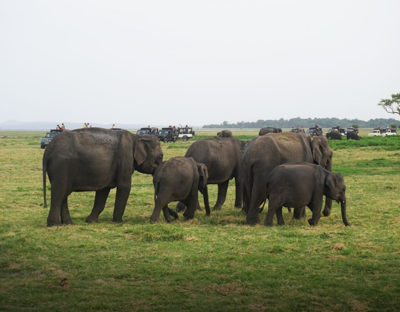 All-Inclusive Habarana Hurulu Eco Park Privet Halfday Safari