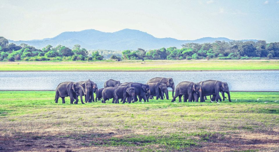 All-Inclusive Minneriya National Park Afternoon Safari