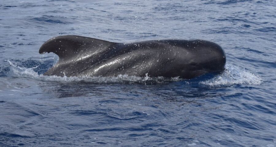 All Inclusive Whale and Dolphin Watching Luxury Tour - Tour Overview and Pricing
