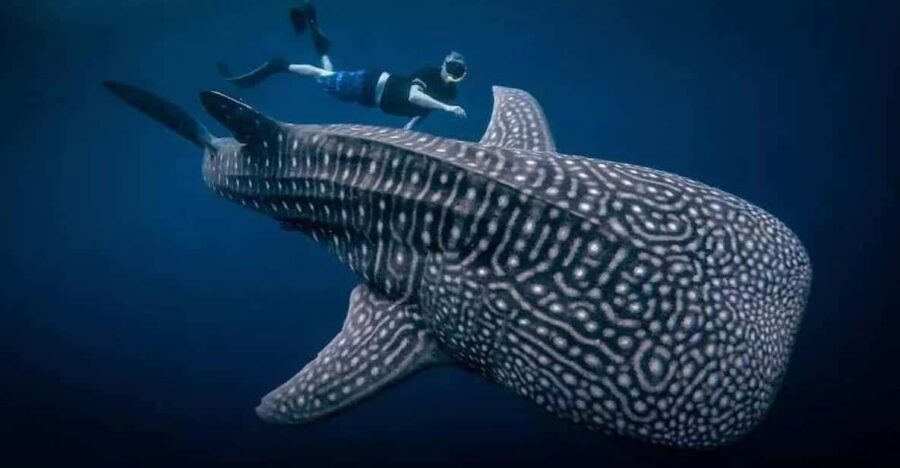AMAZING SUMBAWA WHALE SHARK TOUR - Tour Overview