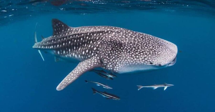 7 Best Whale Watching Experiences In Indonesia
