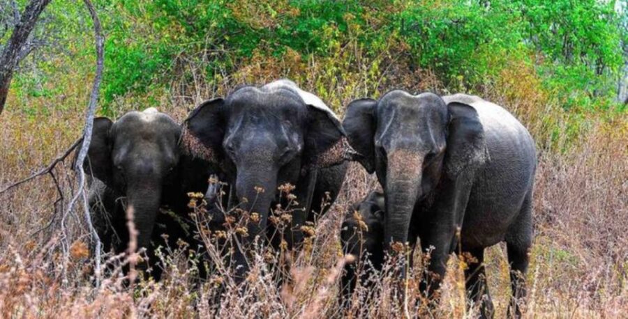 An 8-Days Adventure and Wildlife Exploration in Sri Lanka