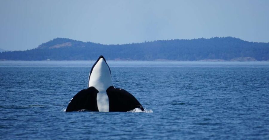 3 Best Tours In Anacortes