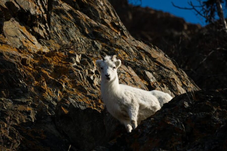 Anchorage: Turnagain Arm Highlights Photography Day Trip - Tour Overview